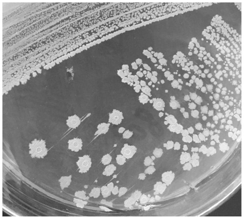 A strain of bacillus and its fermentation product and application