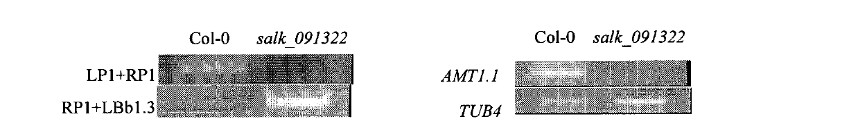 Arabidopis thaliana ammonium ion transporter gene AMT1.1 and coding protein and usage thereof