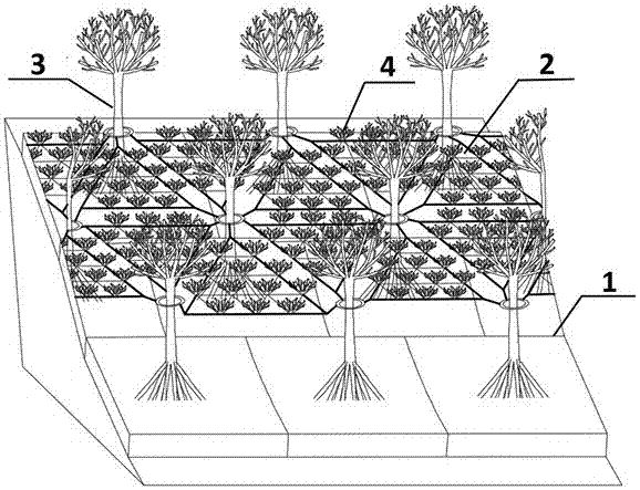 Coastal protection structure employing mangrove forest and corals to dissipate waves layer by layer