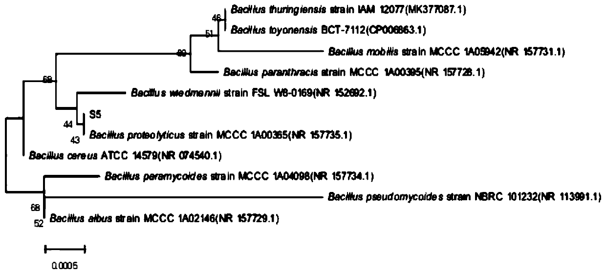 Application of bacillus proteolyticus to prevention and treatment of pathogenic bacteria and diseases depending on quorum sensing signal molecules