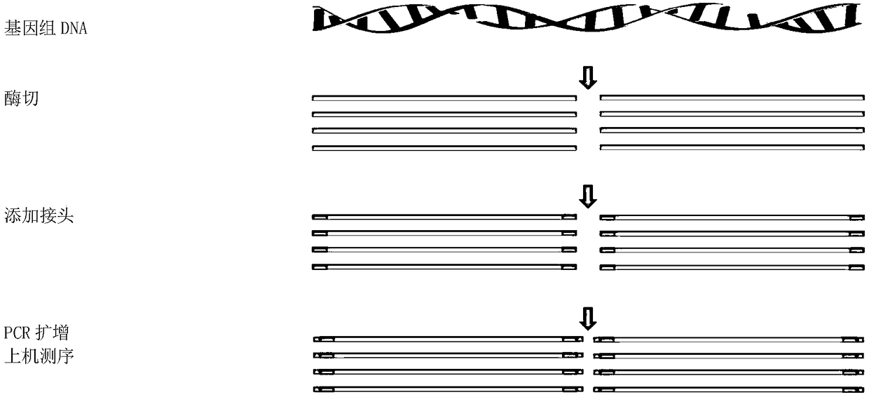 Cow mastitis key SNPs locus rs88640083 and 2b-RAD genotyping and analysis method