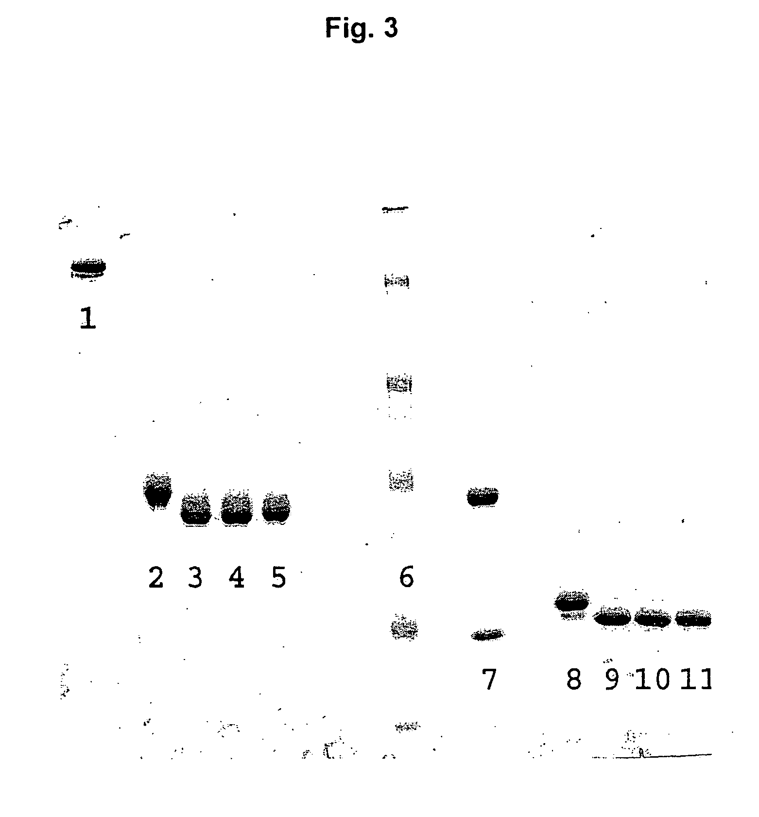 Antibodies having altered effector function and methods for making the same