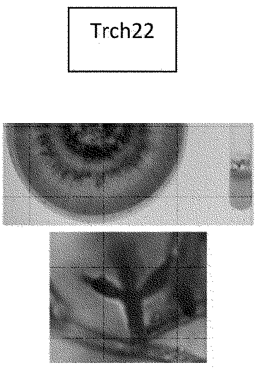 Biological inoculant having enhanced fertilizing and fungicidal activity