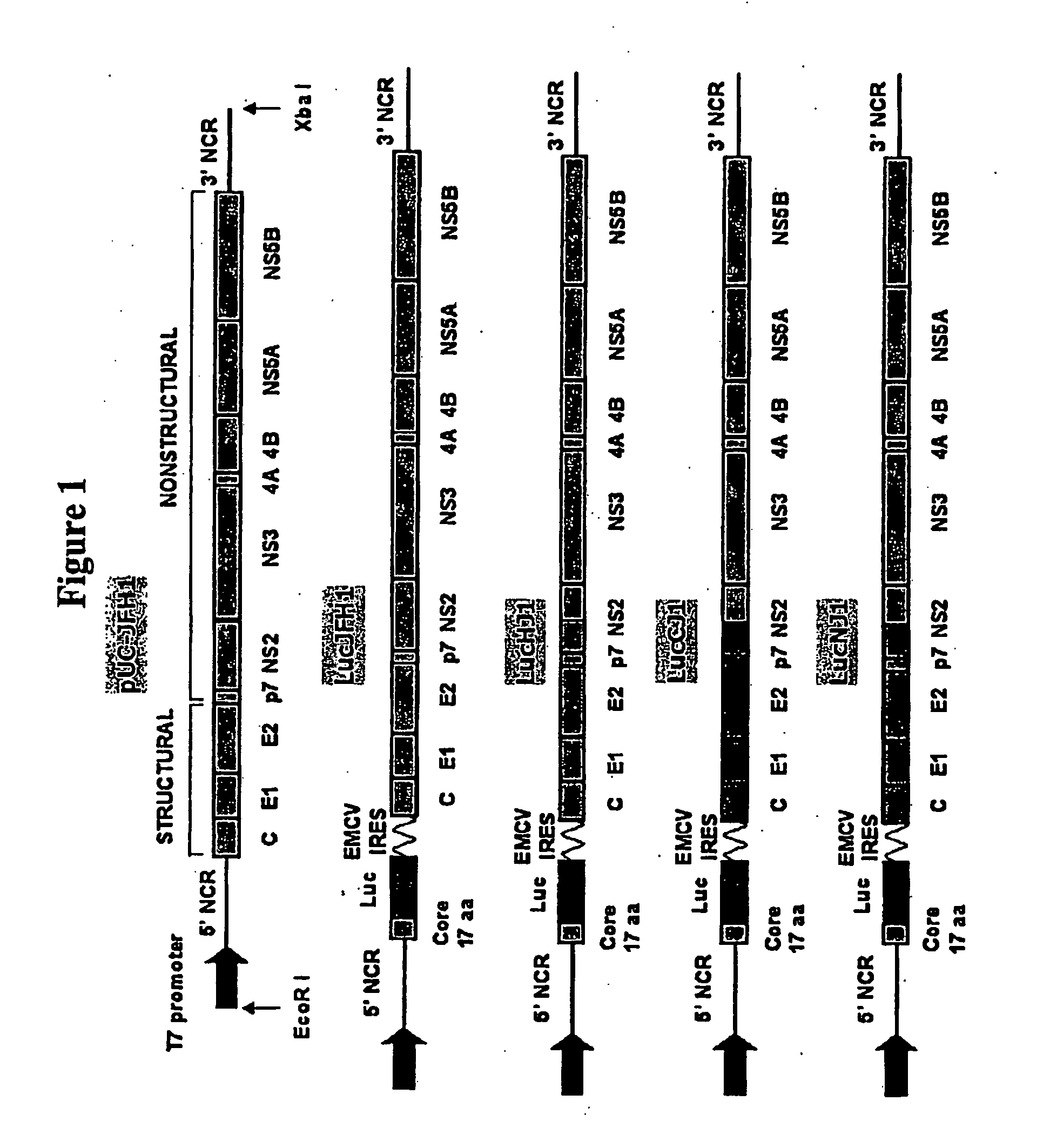 Tissue culture system for production of hepatitis c virus