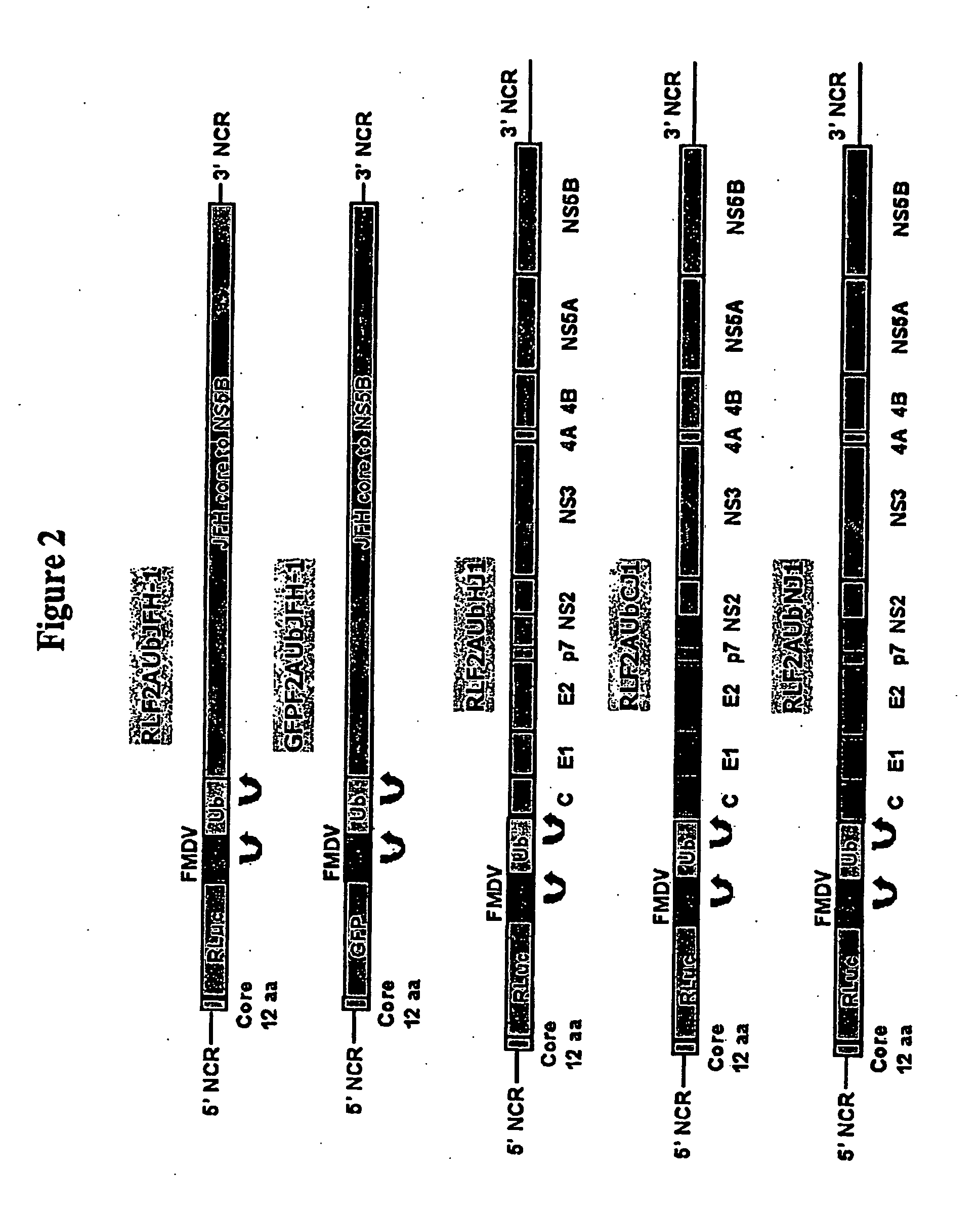 Tissue culture system for production of hepatitis c virus