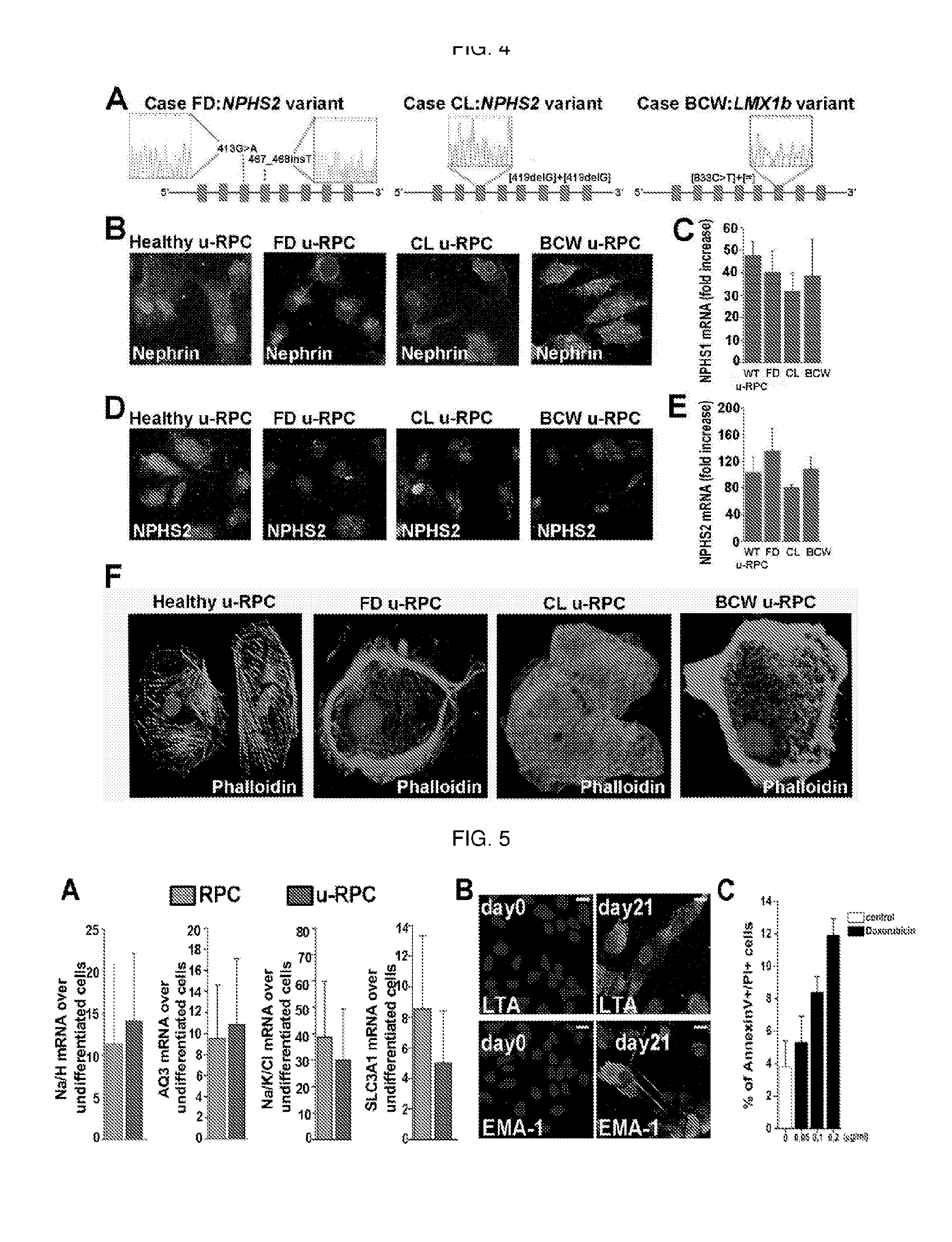Method for the isolation, purification and amplification of renal progenitors cd133+cd24+ from the urine of patients suffering from renal diseases