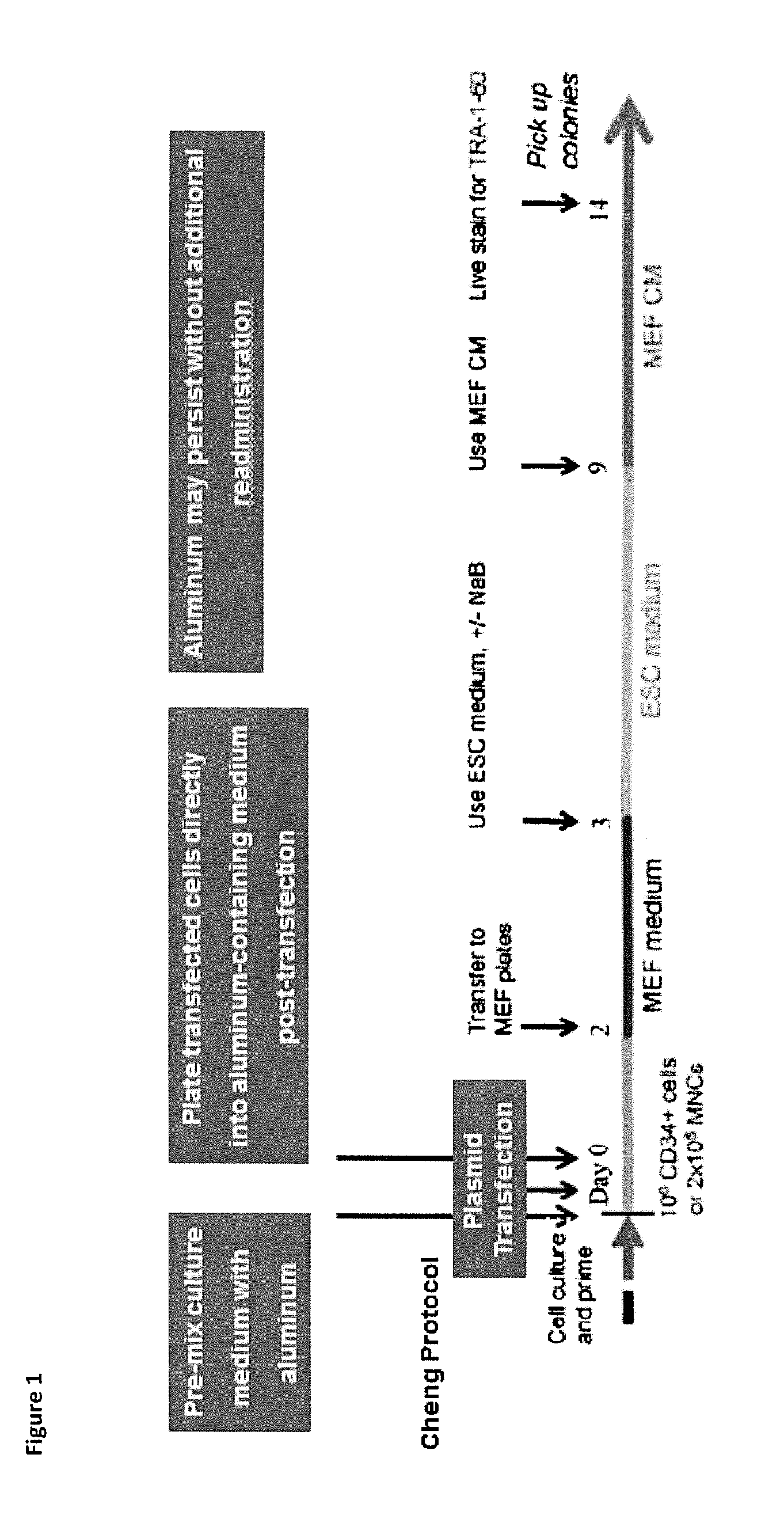 Methods for nuclear reprogramming of cells
