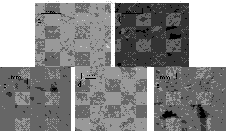 Gluten protein substitute and application thereof