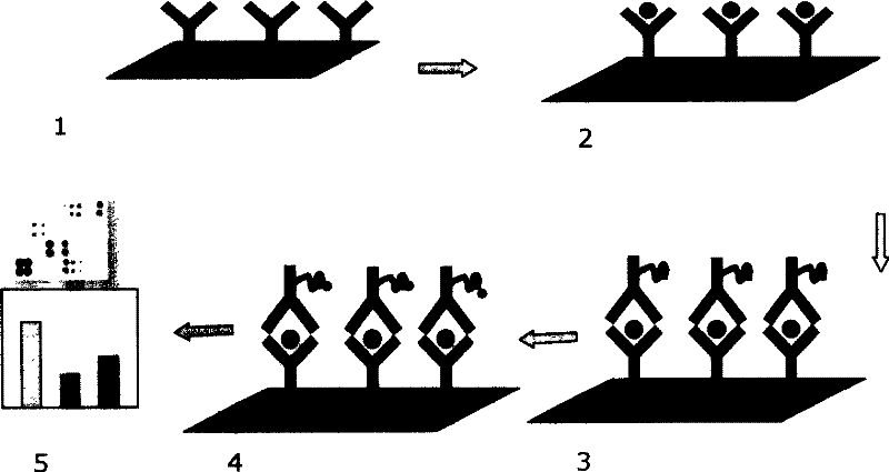 Construction Method of Antibody Microarray Based on Double Antibody Sandwich Immunoassay