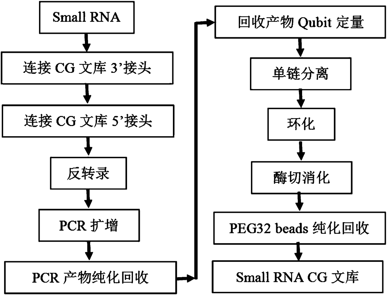 Library construction and sequencing method of small RNA (Ribonucleic Acid)