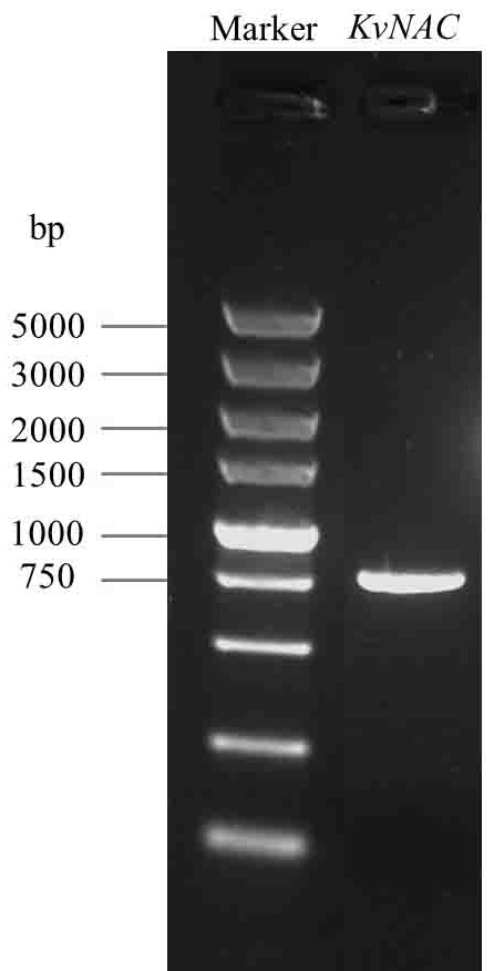 Cloning method of kosteletzkya virginica KvNAC gene and construction method of expression vector of kosteletzkya virginica KvNAC gene