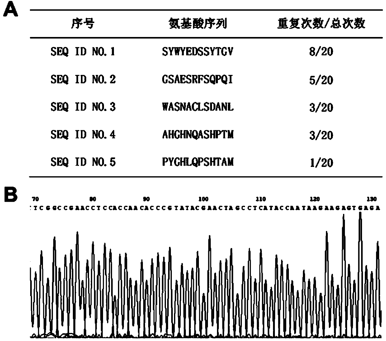 Novel polypeptide specifically bound with multiple tumor cells and application thereof