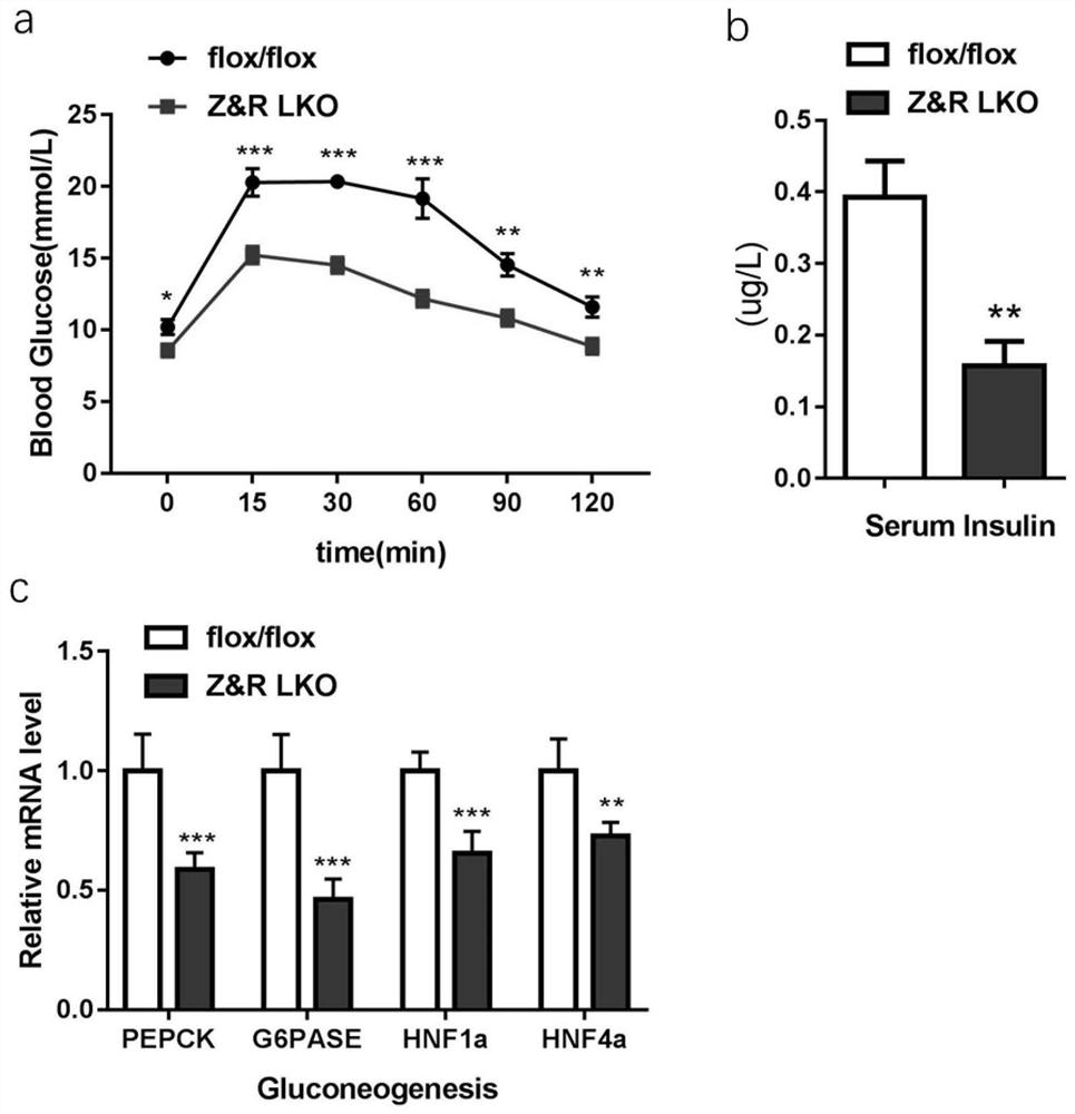Application of ZNRF3/RNF43 in preparation of medicine for regulating energy metabolism