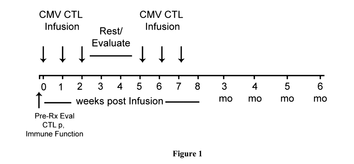 Methods of Treating CMV Retinitis by T Cell Therapy