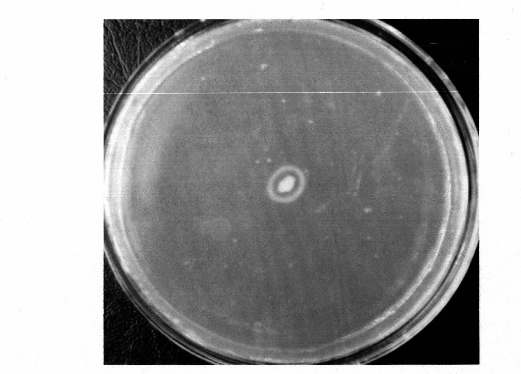 Bacillus amyloliquefaciens D4 and method for producing chymosin by fermentation of same