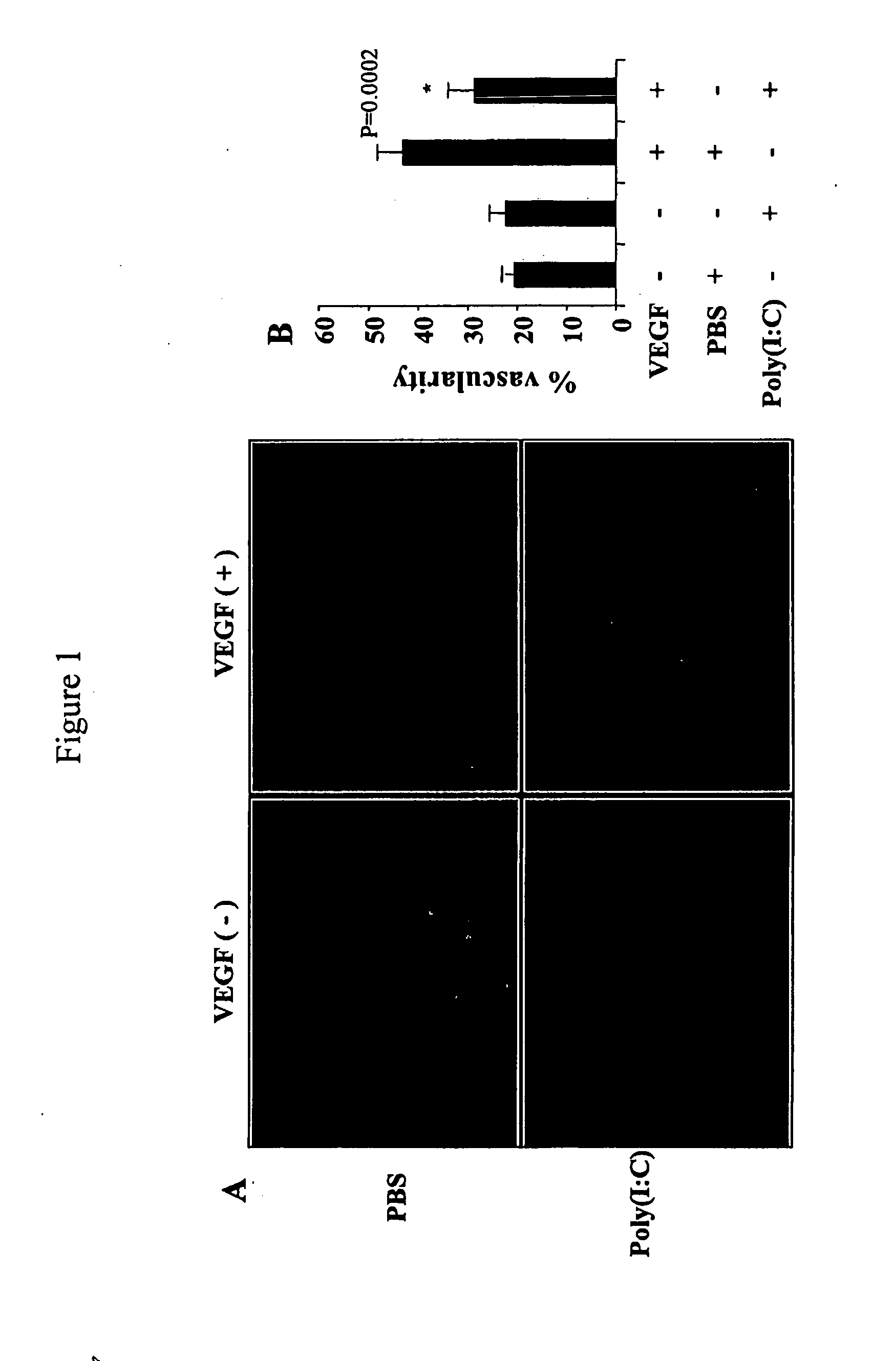 Toll-Like Receptor Agonist Regulation of VEGF-Induced Tissue Responses