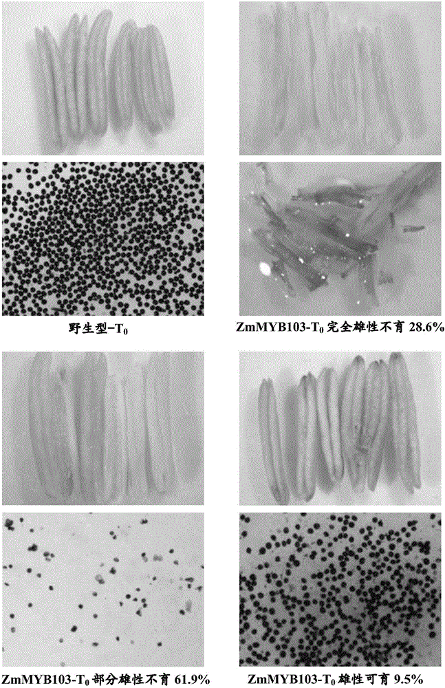 Nucleotide sequences mediating male fertility in plants and methods of using same