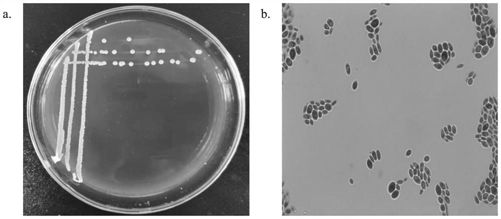 Strain of saccharomycopsis fibuligera for producing 3-methylthio propanol as well as culture method and application of strain of saccharomycopsis fibuligera