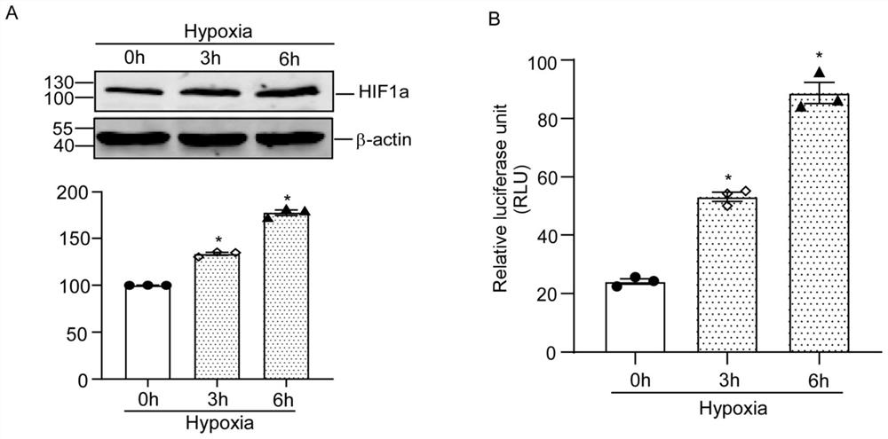 RCAN1.4 promoter fragment for cell hypoxia and HIF1alpha protein activity indicator and application of RCAN1.4 promoter fragment