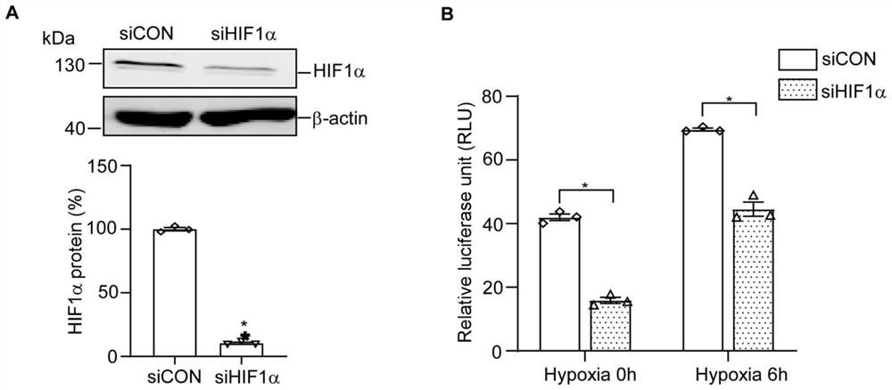 RCAN1.4 promoter fragment for cell hypoxia and HIF1alpha protein activity indicator and application of RCAN1.4 promoter fragment