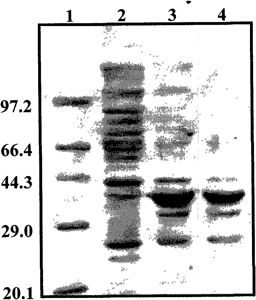 Amalgamation protein of human glucagons-like peptide-1 and uses thereof