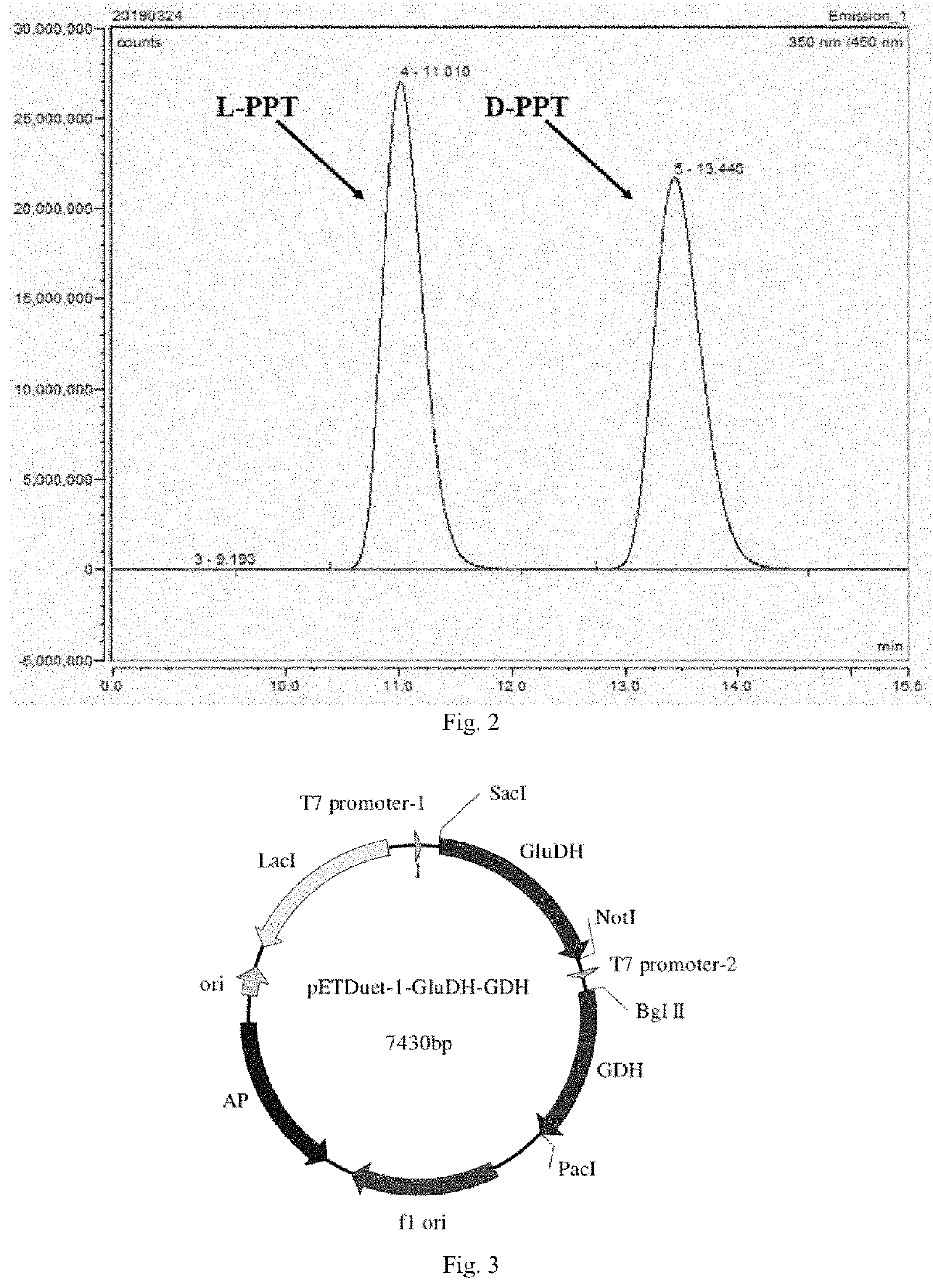 Phosphinothricin dehydrogenase mutant, genetically engineered bacterium and one-pot multi-enzyme synchronous directed evolution method