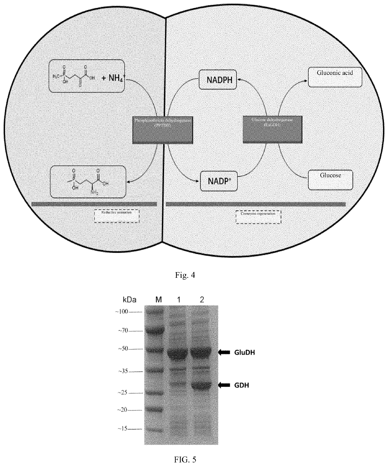 Phosphinothricin dehydrogenase mutant, genetically engineered bacterium and one-pot multi-enzyme synchronous directed evolution method