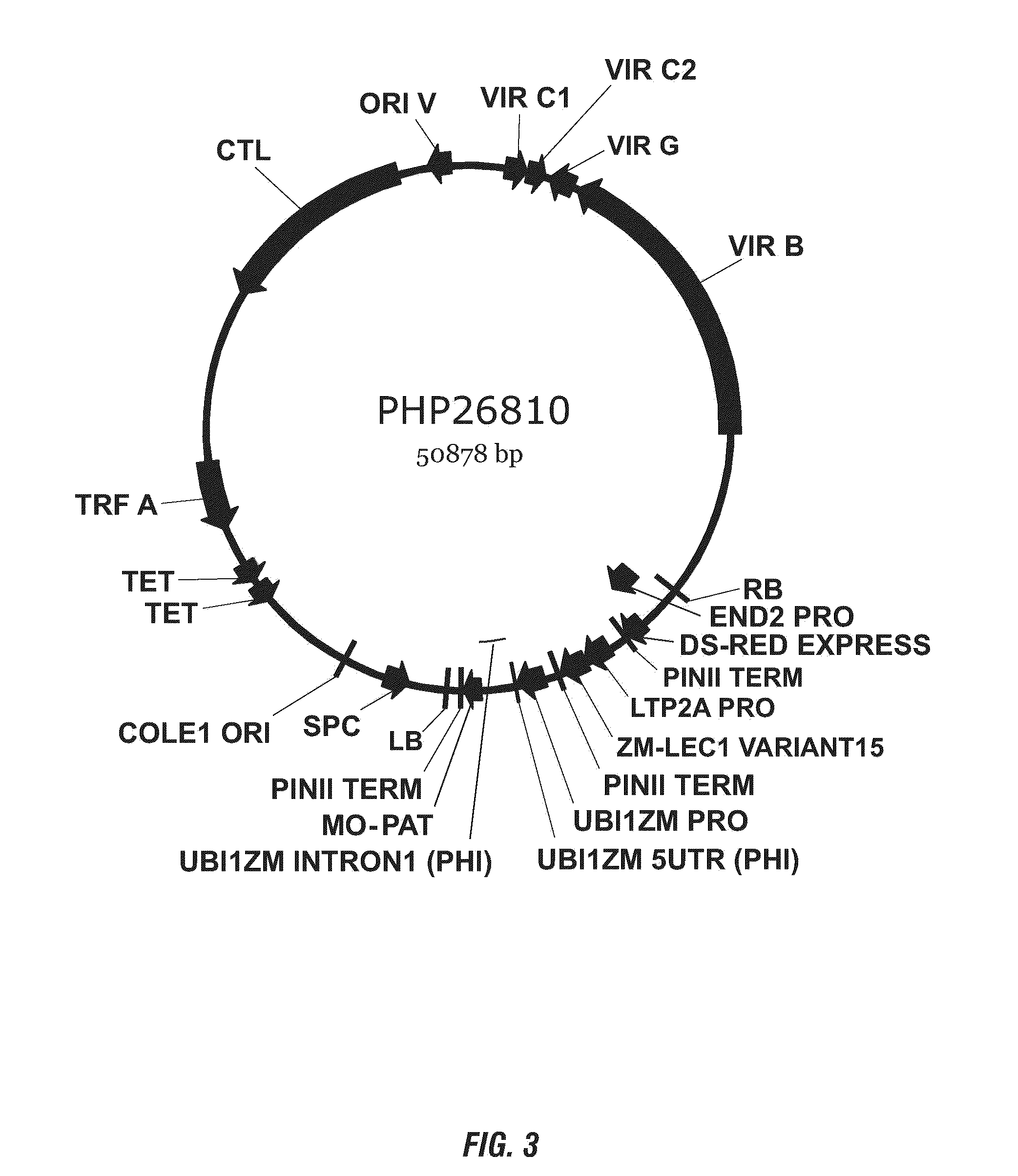 Leafy cotyledon 1 transcriptional activator (LEC1) variant polynucleotides and polypeptides compositions and methods of increasing transformation efficiency