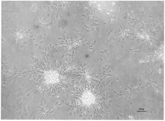 Abalone cell culture medium and abalone cell culture method