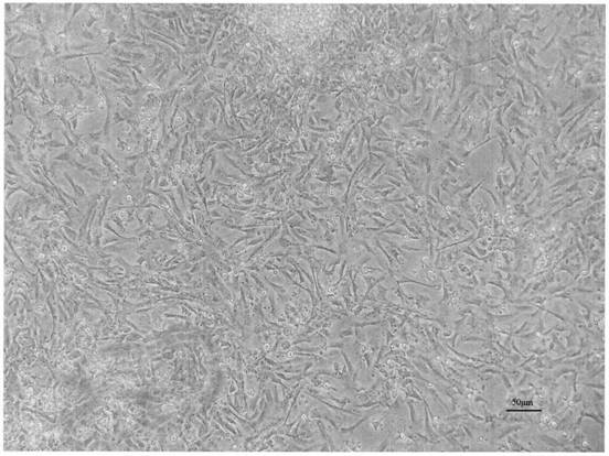 Abalone cell culture medium and abalone cell culture method