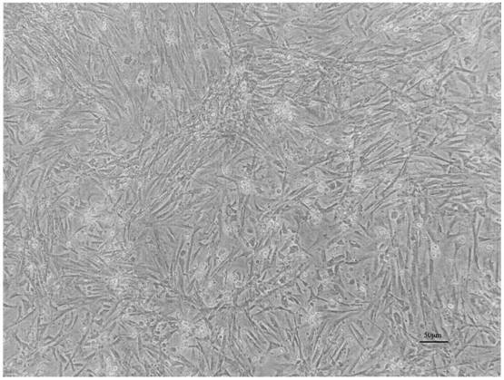 Abalone cell culture medium and abalone cell culture method