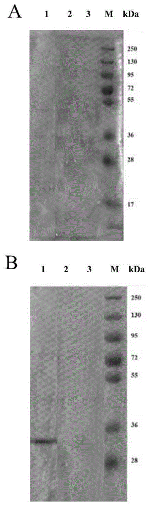 Kit and test strip for detecting sulfonamides and use thereof