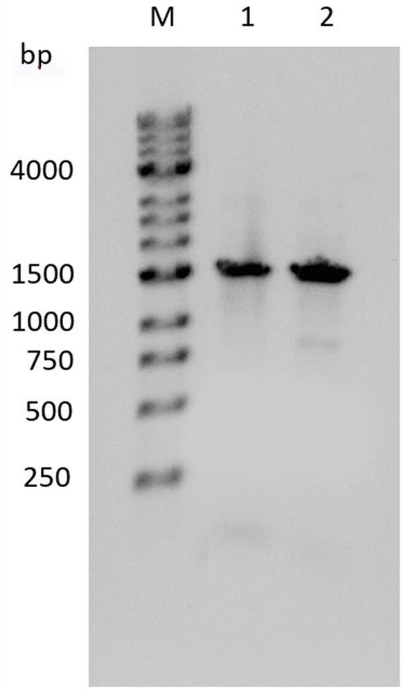 Duck adenovirus type I Penton protein as well as preparation method and application thereof