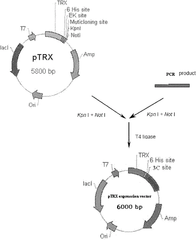 Preparation and application of conotoxin striatus S21a in South China Sea