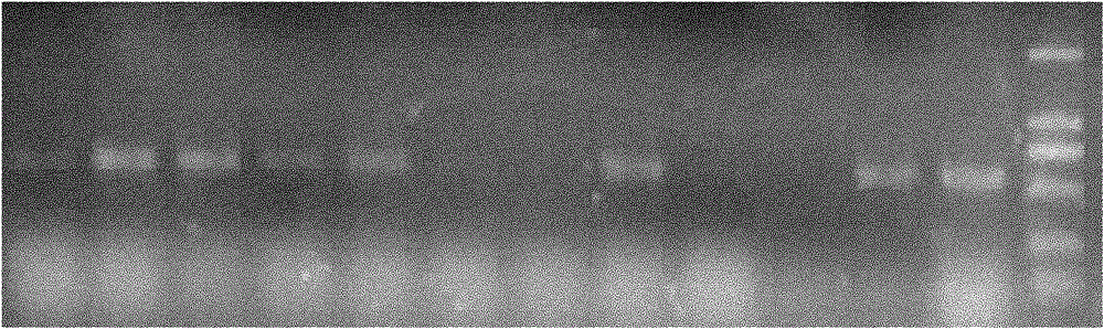 Preparation and application of conotoxin striatus S21a in South China Sea