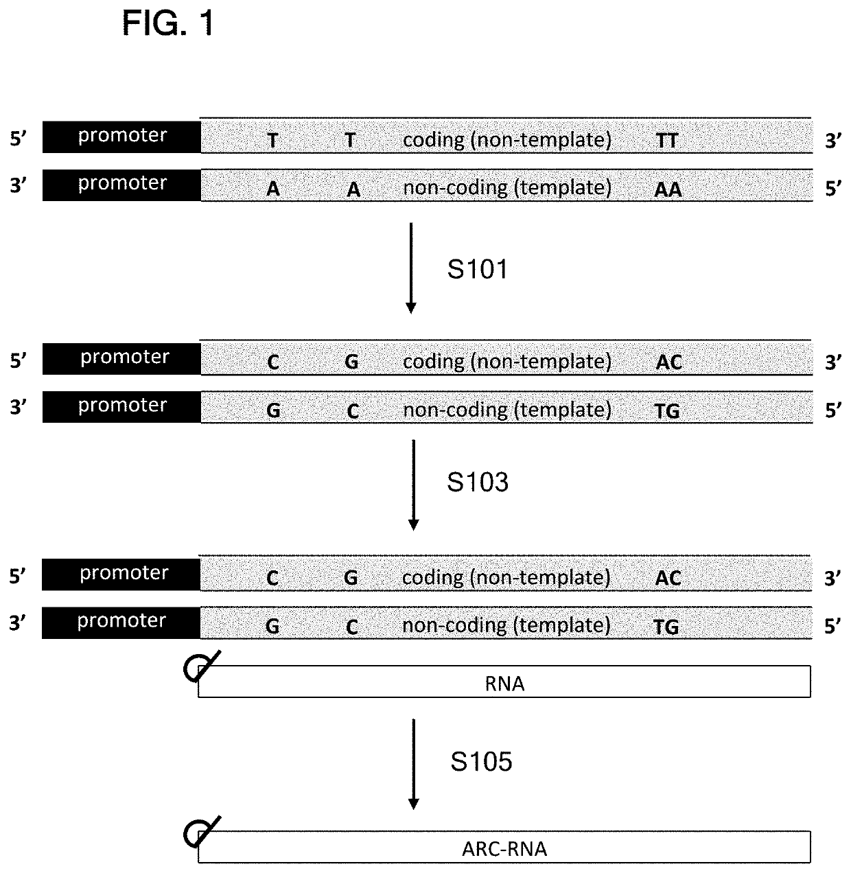 Translatable molecules and synthesis thereof