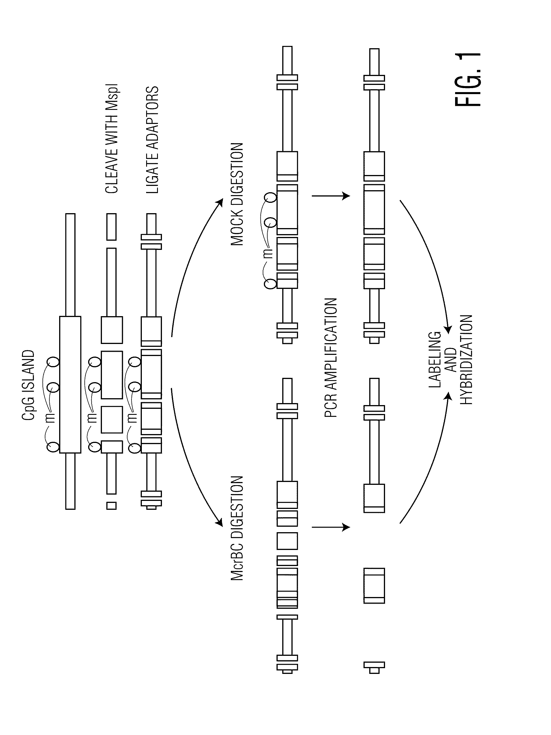 Method for the analysis of ovarian cancer disorders