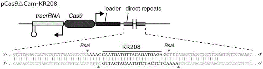 Recombinant vector for eliminating activity of kanamycin drug resistance gene and building method of recombinant vector