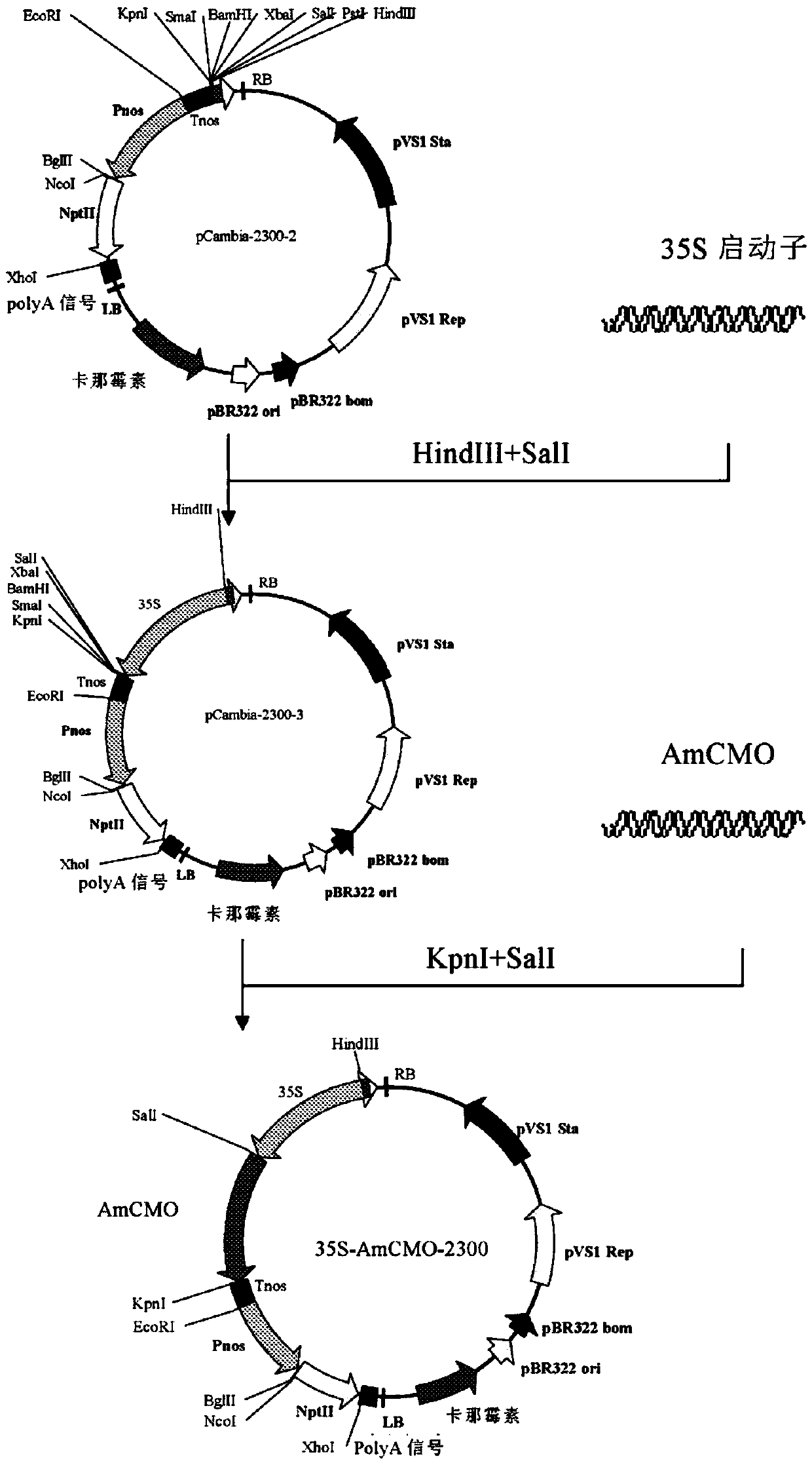 A kind of Amaranth monooxygenase cmo and its coding gene and application