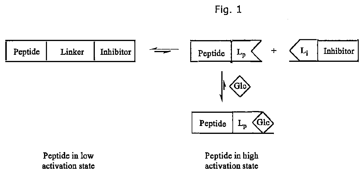 Glucose-sensitive peptide hormones