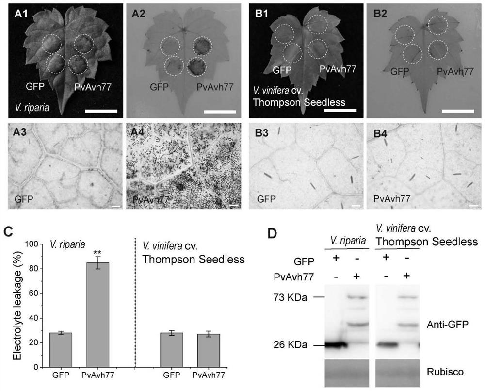 Plant immune activator protein secreted by plasmopara viticola, primer and application
