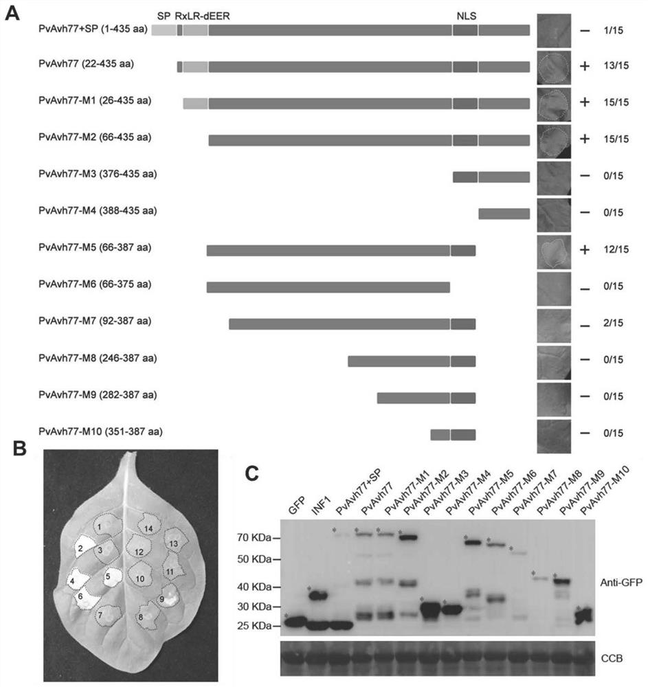 Plant immune activator protein secreted by plasmopara viticola, primer and application