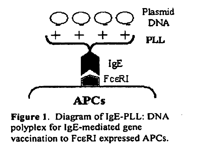 Ige directed DNA vaccination