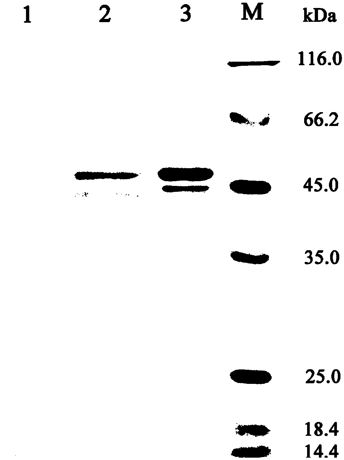 Chitinase Chit46 as well as expression and purification method and application thereof