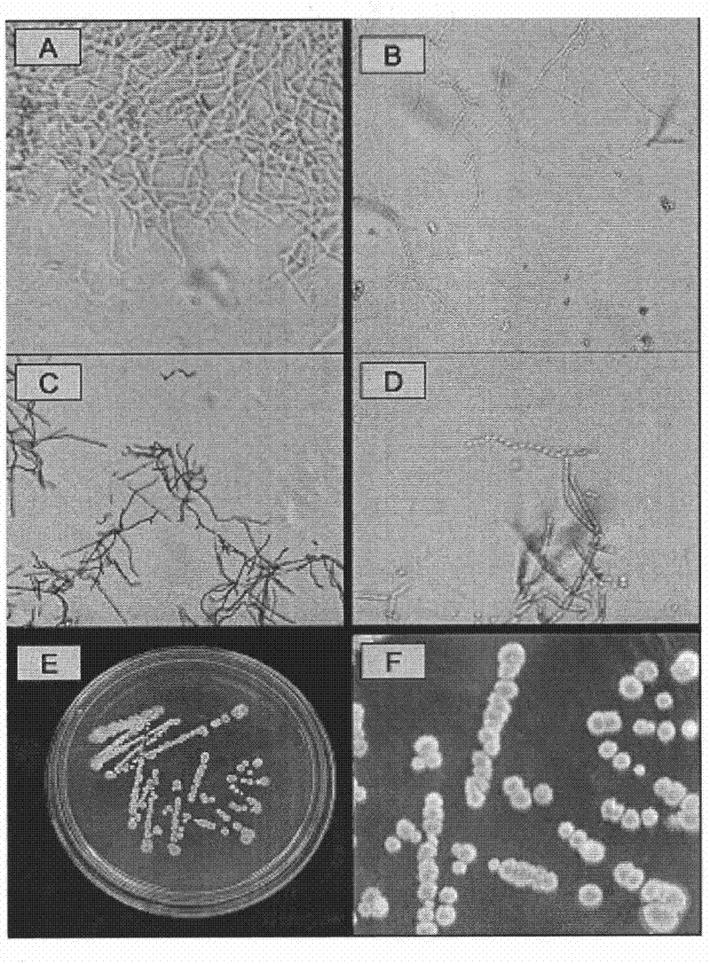 Erythrochromogenes and use thereof in biological control of diseases