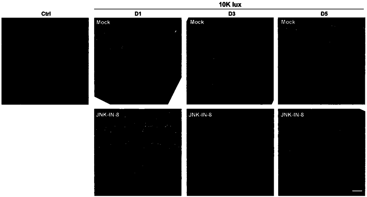 Application of JNK-IN-8 for preparing neuroprotective agent for dry age-related macular degeneration (AMD)