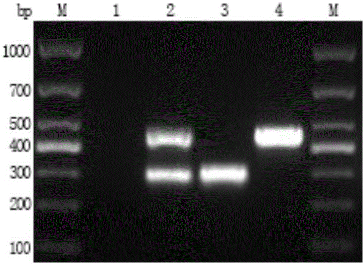 Multi-DPO-PCR primer composition for detecting vibrio parahaemolyticus and vibrio cholerae
