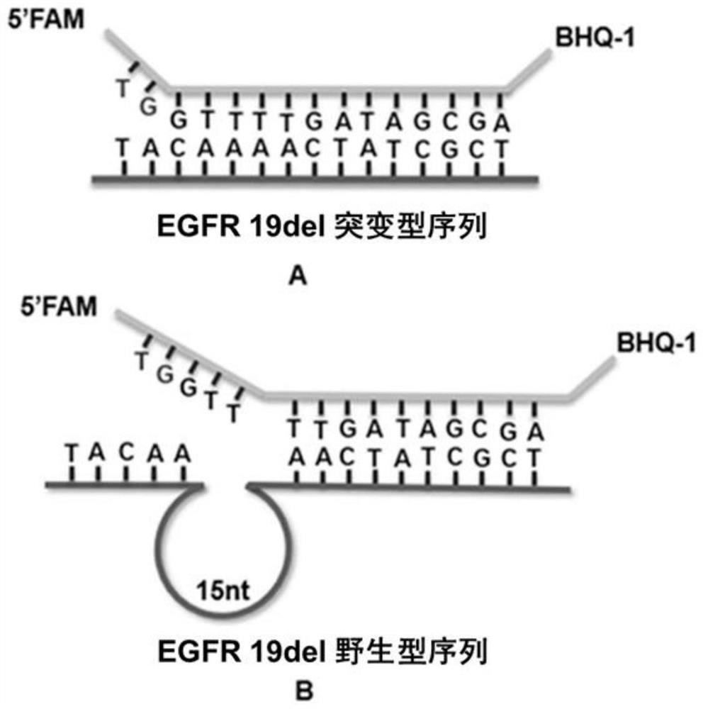 Rapid fluorescence detection method and application of egfr gene exon 19 deletion mutation