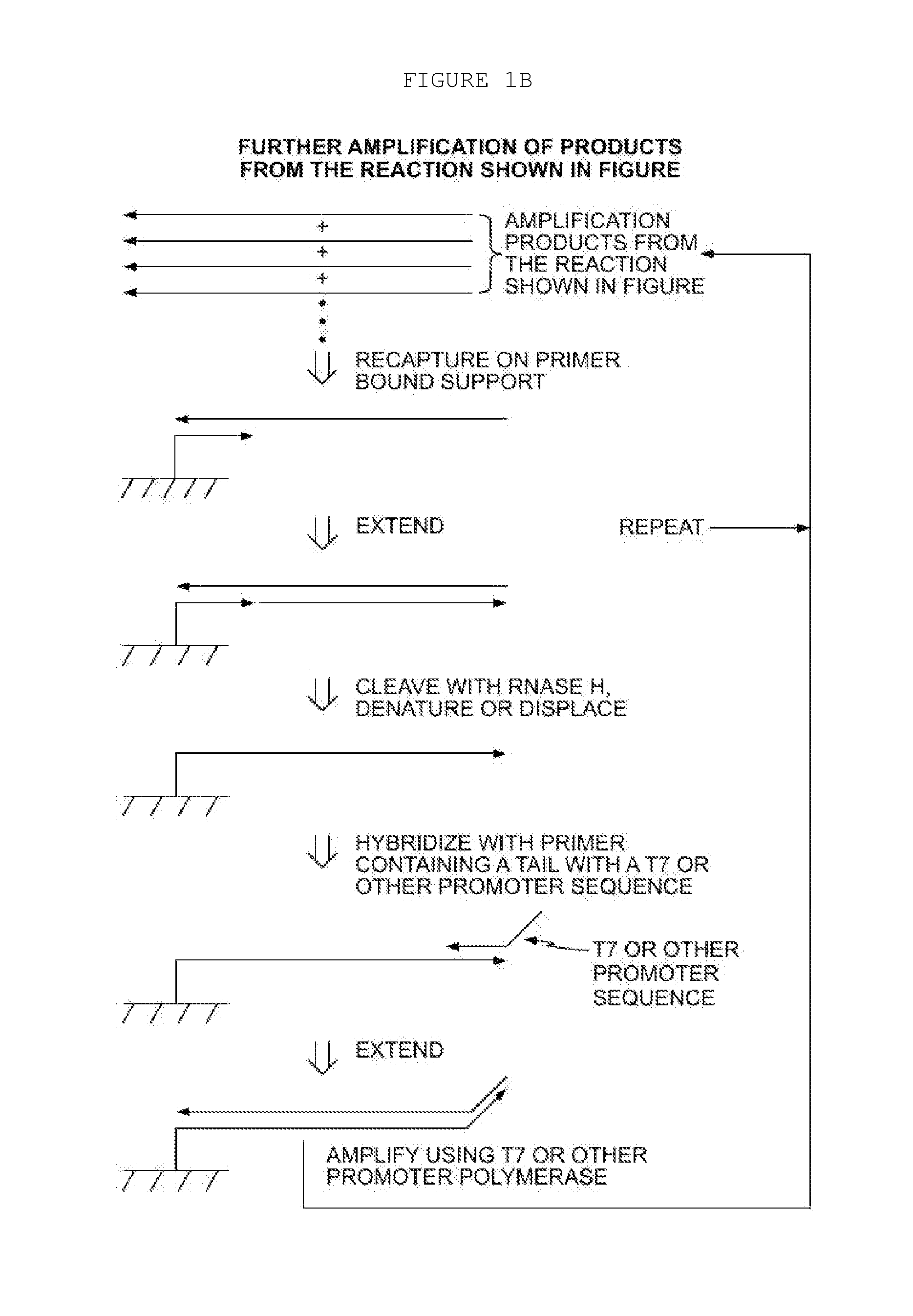 Methods for Amplification of Nucleic Acids on Solid Support