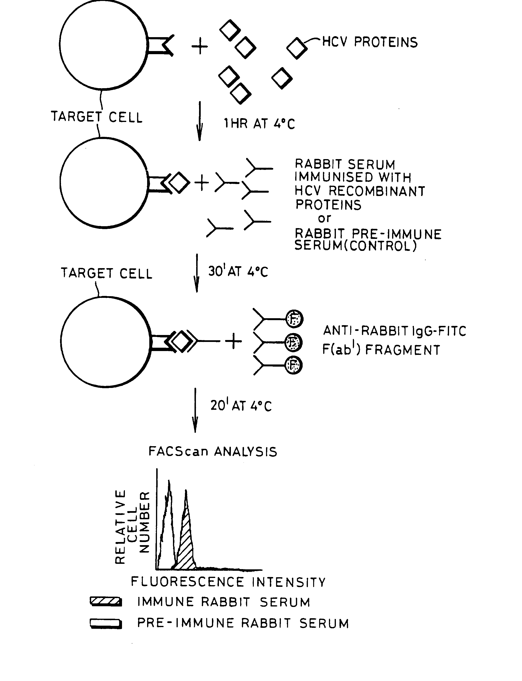 Assay to detect HCV receptor binding